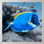 Powder Blue Tang Poster (Vorne)