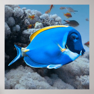 Powder Blue Tang Poster