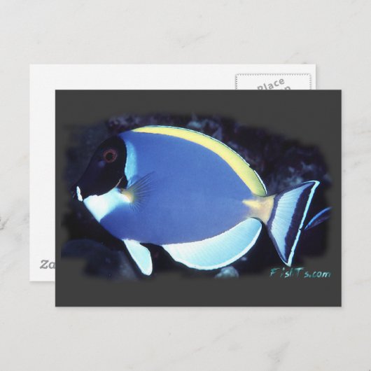 Powder Blue Tang Postkarte (Vorne/Hinten)