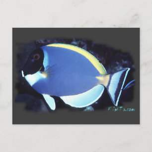 Powder Blue Tang Postkarte