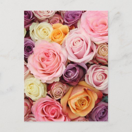 Powder colored roses by Therosegarden Postkarte (Vorderseite)