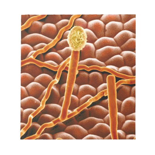 Powdery Mildew Fungus on Poinsettia Notizblock (Vorderseite)