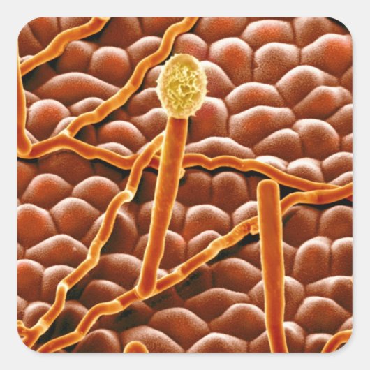 Powdery Mildew Fungus on Poinsettia Quadratischer Aufkleber (Vorderseite)