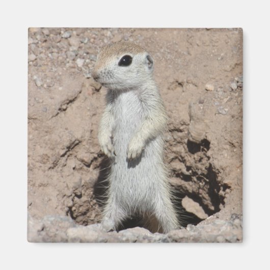 Power Ranger Squirrel Magnet (Vorne)