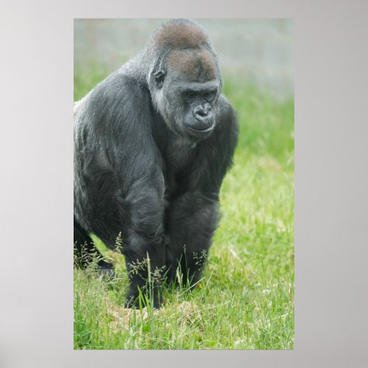 Power und Poise von Ozala Poster (Vorne)