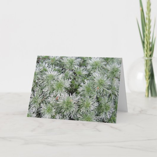 Powis Schloss-Wermut Karte (Vorderseite)