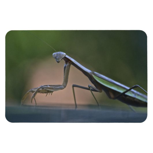 Prachen Mantis Großmagnet Magnet (Horizontal)