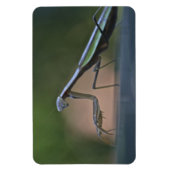 Prachen Mantis Großmagnet Magnet (Vertikal)