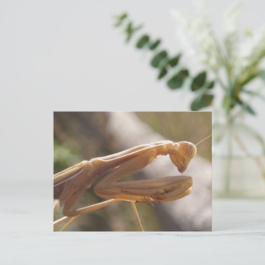 Prachen Mantis Postkarte (Stehend Vorderseite)