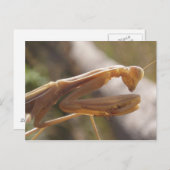 Prachen Mantis Postkarte (Vorne/Hinten)