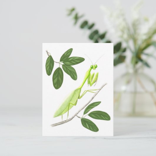 Prachen Mantis Postkarte (Stehend Vorderseite)