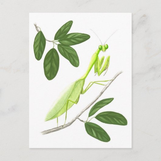 Prachen Mantis Postkarte (Vorderseite)
