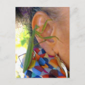 Prachen Mantis teilt ein Geheimnis - V Postkarte (Vorderseite)