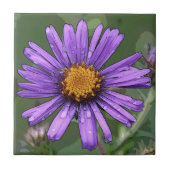 Pracht Fliese (Vorderseite)