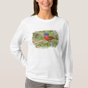 Prachteinkling (Passerina ciris) Männchen beim Fre T-Shirt