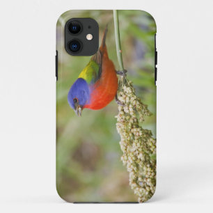 Prachteinsänger (Passerina ciris) Männchen bei der Case-Mate iPhone Hülle