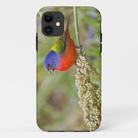 Prachteinsänger (Passerina ciris) Männchen bei der Case-Mate iPhone Hülle (Rückseite)