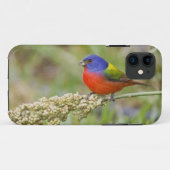 Prachteinsänger (Passerina ciris) Männchen bei der Case-Mate iPhone Hülle (Rückseite (Horizontal))