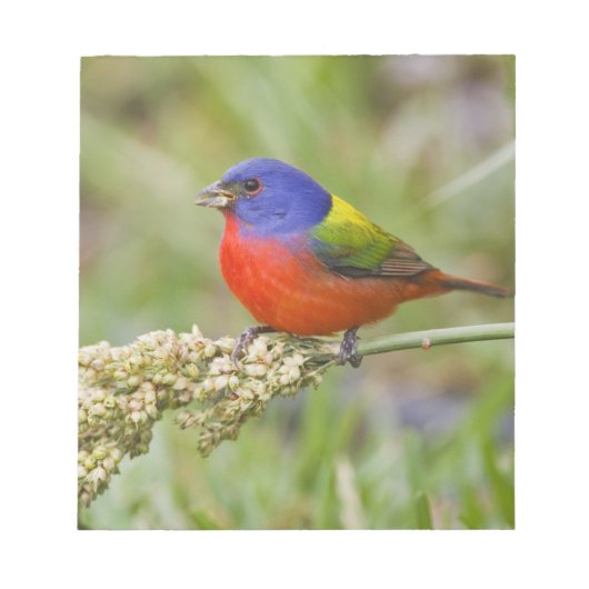 Prachteinsänger (Passerina ciris) Männchen bei der Notizblock (Vorderseite)