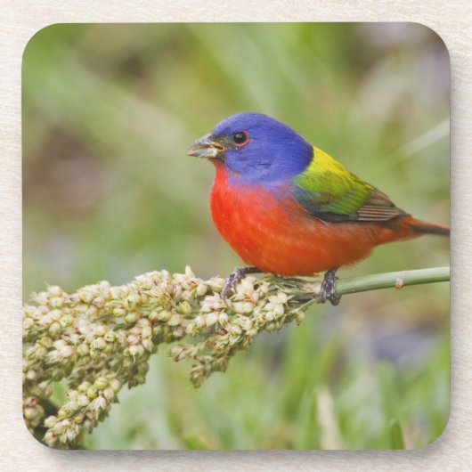 Prachteinsänger (Passerina ciris) Männchen bei der Untersetzer (Vorderseite)