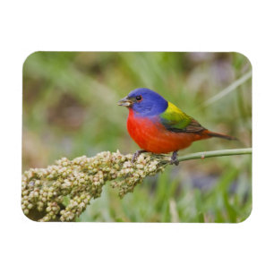 Prachteinsänger (Passerina ciris) Männchen beim Fr Magnet