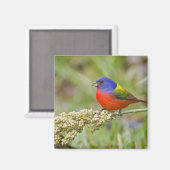 Prachteinsänger (Passerina ciris) Männchen beim Fr Magnet (Vorderseite/Rückseite)