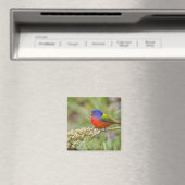 Prachteinsänger (Passerina ciris) Männchen beim Fr Magnet (In Situ (Geschirrspüler))