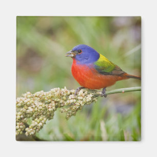Prachteinsänger (Passerina ciris) Männchen beim Fr Magnet