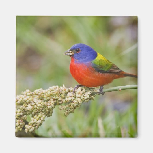 Prachteinsänger (Passerina ciris) Männchen beim Fr Magnet (Vorne)