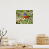 Prachteinsänger (Passerina ciris) Männchen beim Fr Poster (Küche)