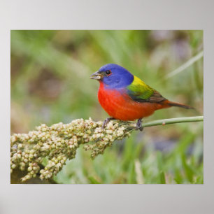 Prachteinsänger (Passerina ciris) Männchen beim Fr Poster