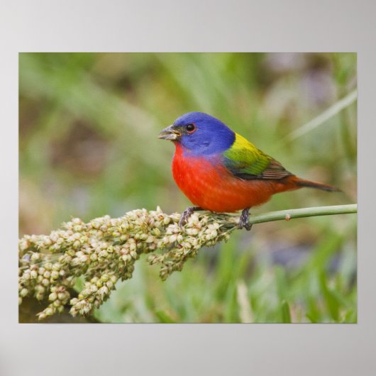 Prachteinsänger (Passerina ciris) Männchen beim Fr Poster (Vorne)