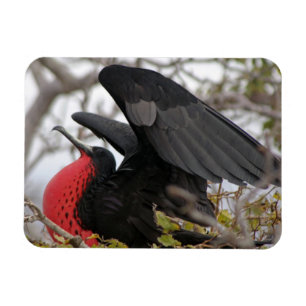 Prachtfregattvogel Magnet