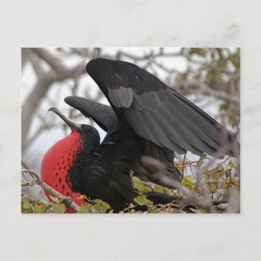 Prachtfregattvogel Postkarte (Vorderseite)