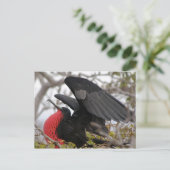Prachtfregattvogel Postkarte (Stehend Vorderseite)