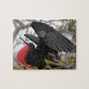 Prachtfregattvogel Puzzle