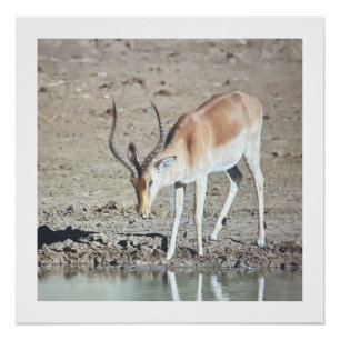 Prächtige Antilope, Poster