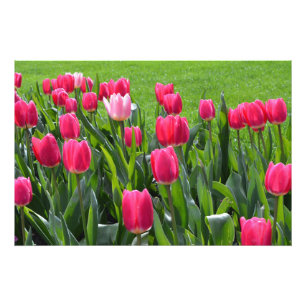 prächtige Blume von Pinkeln Fotodruck