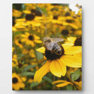 PRÄCHTIGE GÄNSEBLÜMCHENFELDER & HONIGBIENE FOTOPLATTE