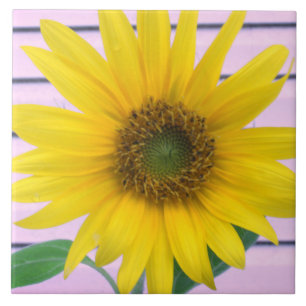 Prächtige gelbe Sonnenblume Sommerblüte Fliese