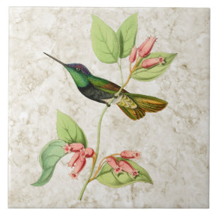 Prächtige Kolibri-Keramikfliese Fliese