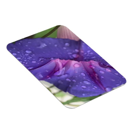 Prächtige Trichterwinde Magnet (Rechte Seite)