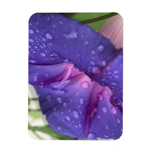 Prächtige Trichterwinde Magnet (Vertikal)