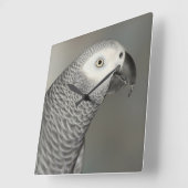 Prächtiger afrikanisches Grau-Papagei Quadratische Wanduhr (Winkel)