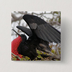 Prächtiger Fregattvogel Button