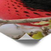 Prächtiger Fregattvogel Poster (Ecke)