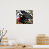 Prächtiger Fregattvogel Poster (Küche)