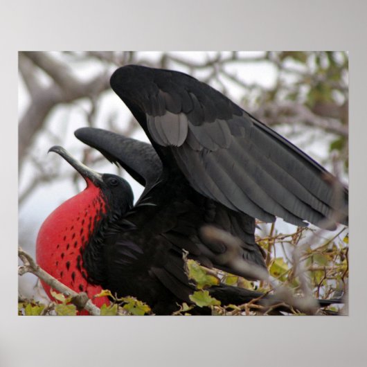 Prächtiger Fregattvogel Poster (Vorne)