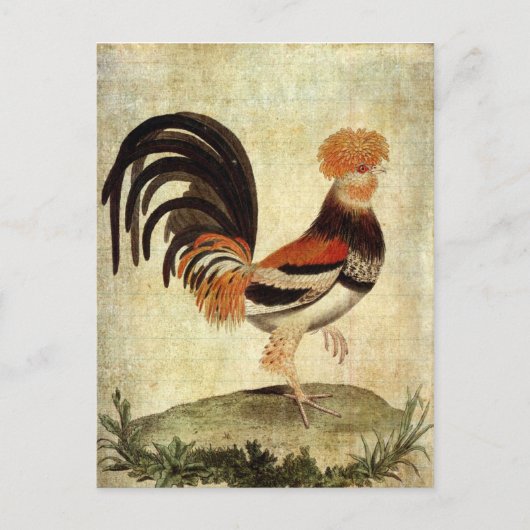 Prachtiger Hahn Postkarte (Vorderseite)