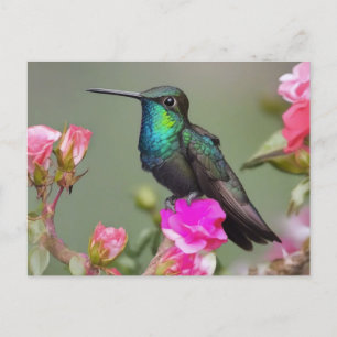 Prächtiger Kolibri in Ruhe Postkarte